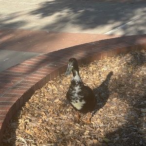 meet ur posher, fernanda